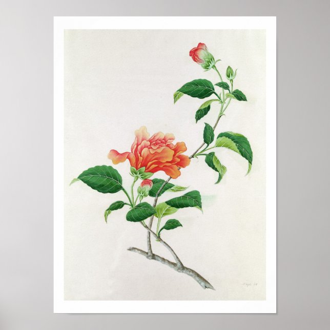 Hibiscus Poster (Front)