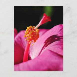Hibiscus rosa-sinensis - closeup of a Hibiscus Postcard