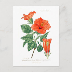 Hibiscus rosa-sinensis postcard