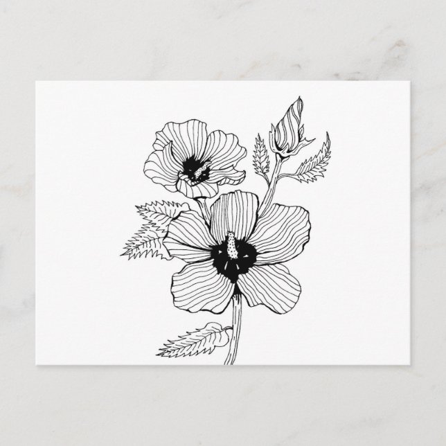 Hibiscus Rose of Sharon Flower Postcard (Front)