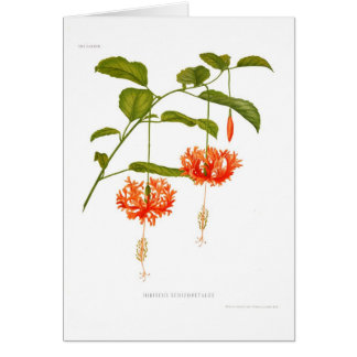 Hibiscus schizopetalus