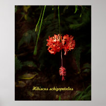 Hibiscus schizopetalus - Japanese Lantern