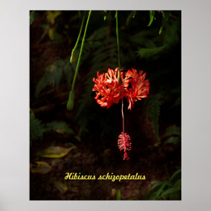 Hibiscus schizopetalus - Japanese Lantern Poster