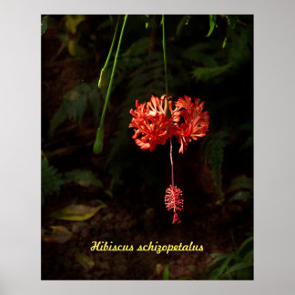 Hibiscus schizopetalus - Japanese Lantern Poster