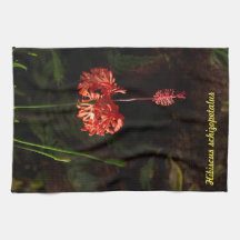 Hibiscus schizopetalus - Japanese Lantern