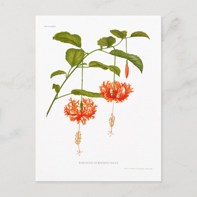 Hibiscus schizopetalus postcard (Front)