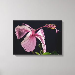 Hibiscus Silhouette Canvas Print