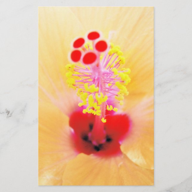 Hibiscus Stationery (Front)