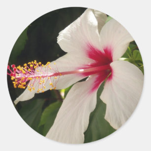 Hibiscus Stickers