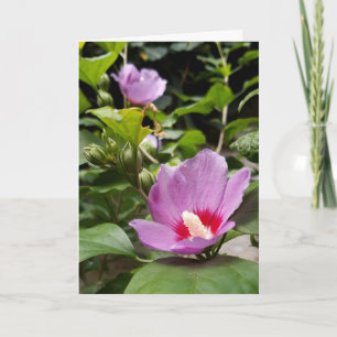 Hibiscus syriacus Aphrodite Shrub , rose Bloom Card