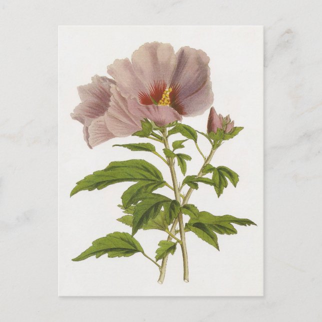 Hibiscus syriacus postcard (Front)