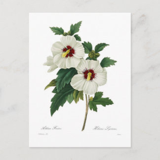 Hibiscus syriacus postcard