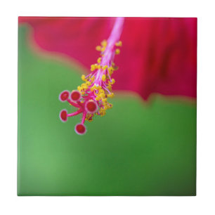 hibiscus tile