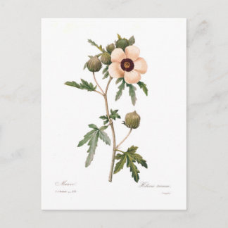 Hibiscus trionum postcard