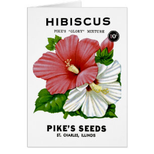 Hibiscus Vintage Seed Packet