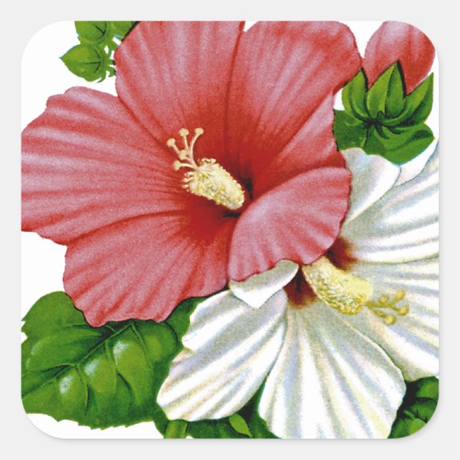 Hibiscus Vintage Seed Packet Square Sticker (Front)