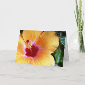 Hibiscus, Yellow-Orange Card