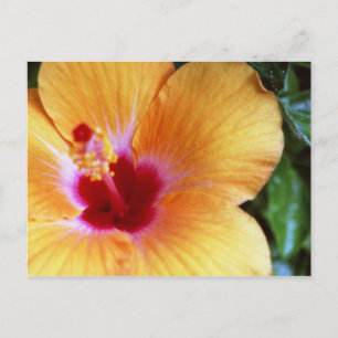 Hibiscus, Yellow-Orange Postcard