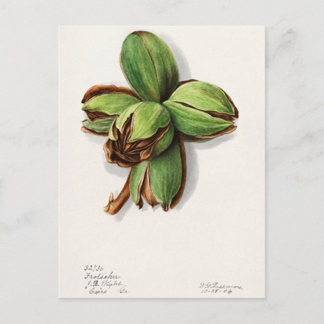 Hickory (Carya) Fruit Watercolor Painting Postcard (Front)