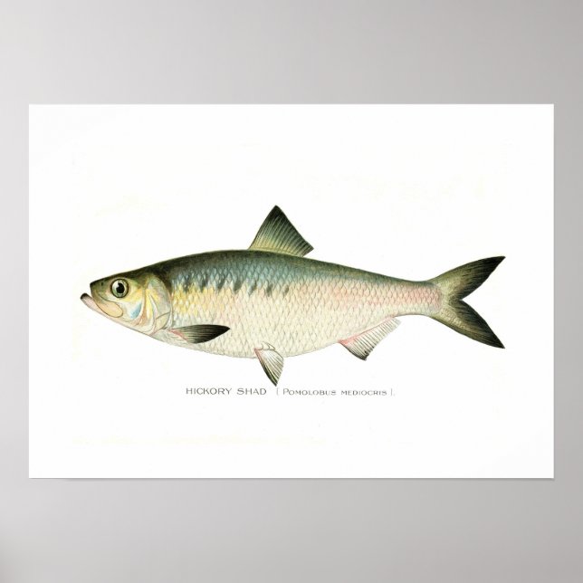 Hickory Shad Poster (Front)
