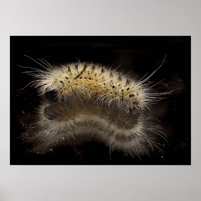 Hickory Tussock Caterpillar Poster (Front)