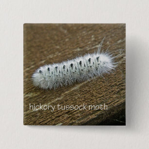 Hickory Tussock Moth (Lophocampa caryae) Items 15 Cm Square Badge