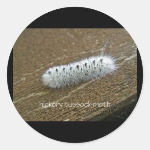 Hickory Tussock Moth (Lophocampa caryae) Items Classic Round Sticker