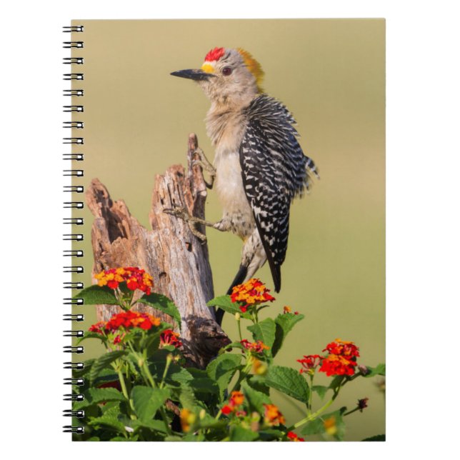 Hidalgo County, Texas. Golden-fronted Woodpecker Notebook (Front)