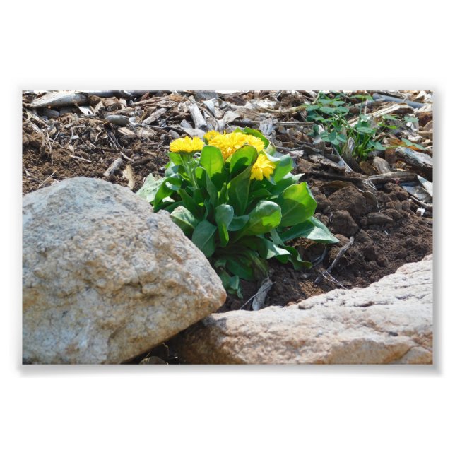 Hidden Beauty Photo Print (Front)