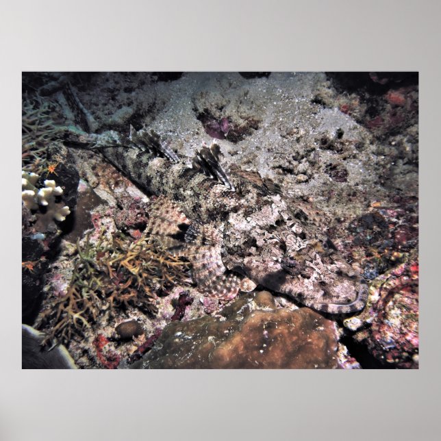 Hidden Crocodilefish Poster (Front)