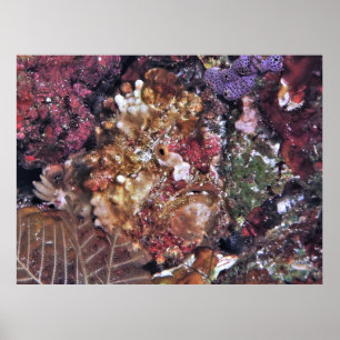 Hidden Frogfish Poster