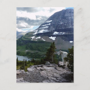 Hidden Lake Overlook Glacier National Park Montana Postcard