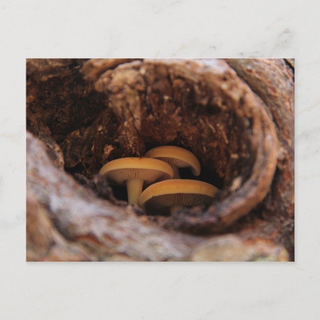 Hidden Mushrooms Postcard (Front)