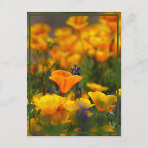 Hidden Poppy Postcard