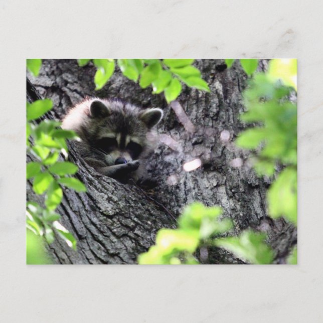 Hidding Racoon Postcard (Front)