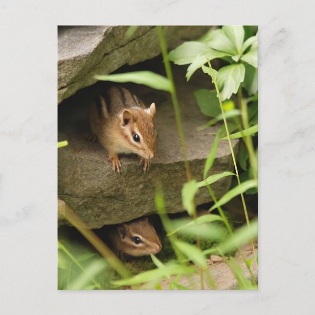 Hide & Seek Baby Chipmunk Siblings Postcard (Front)