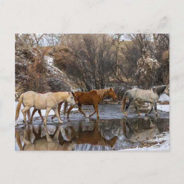 Hideout Horse Ranch Postcard (Front)
