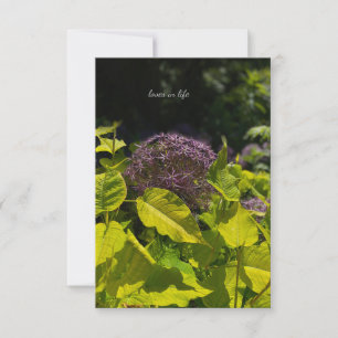 Hiding Allium Card