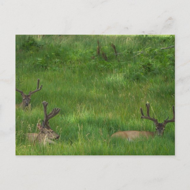Hiding Deer Postcard (Front)