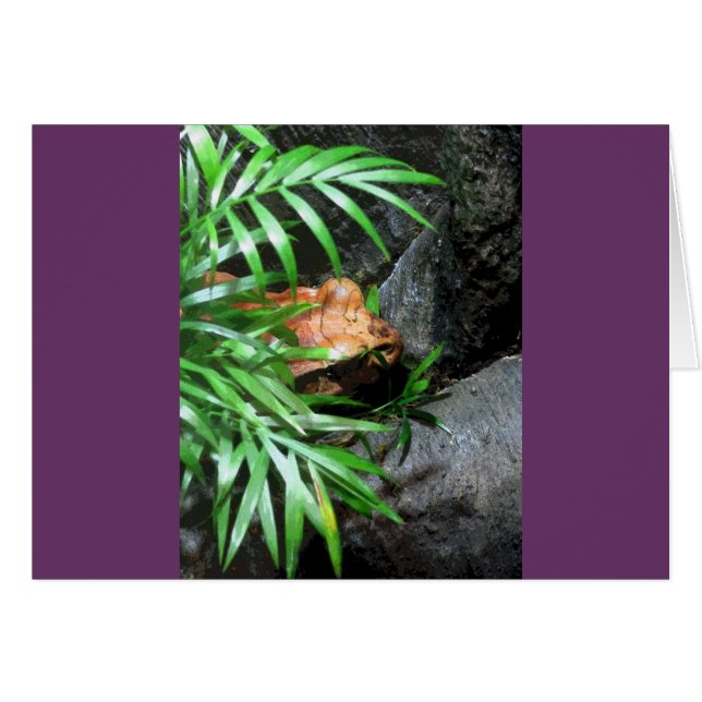 Hiding Frog CB Greeting Card (Front Horizontal)