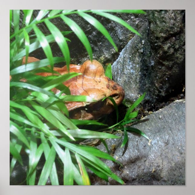 Hiding Frog Poster (Front)