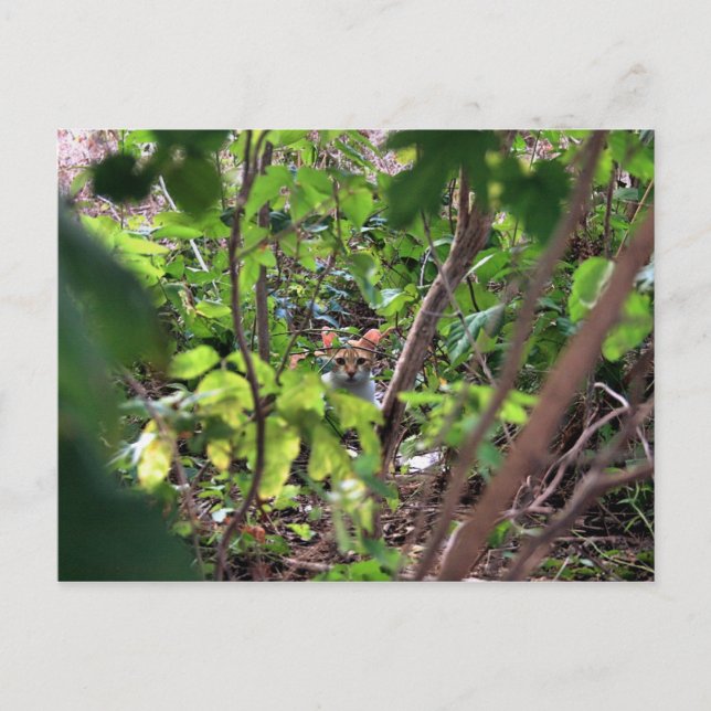 Hiding Postcard (Front)