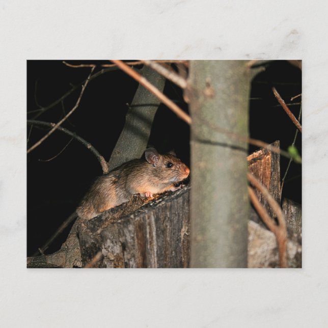 Hiding Postcard (Front)