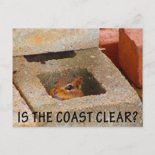 Hiding Squirrel Postcard