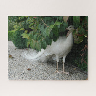 Hiding White Peacock Puzzle