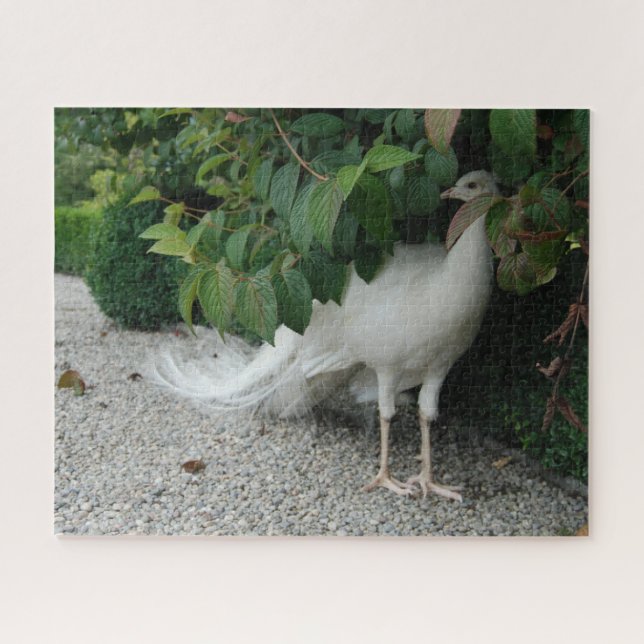Hiding White Peacock Puzzle (Horizontal)