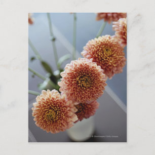 High angle view of flowers in a vase postcard