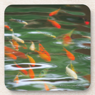 High angle view of koi crap fish in a pond coaster