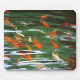 High angle view of koi crap fish in a pond mouse mat