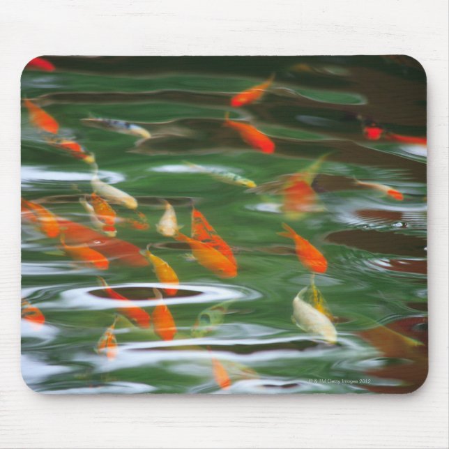 High angle view of koi crap fish in a pond mouse mat (Front)